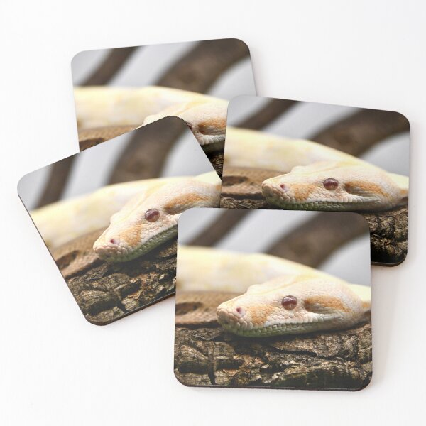Item preview, White boa on wood – elegance and strength / Swiss Artwork Photography designed and sold by Raphael Wolf.
