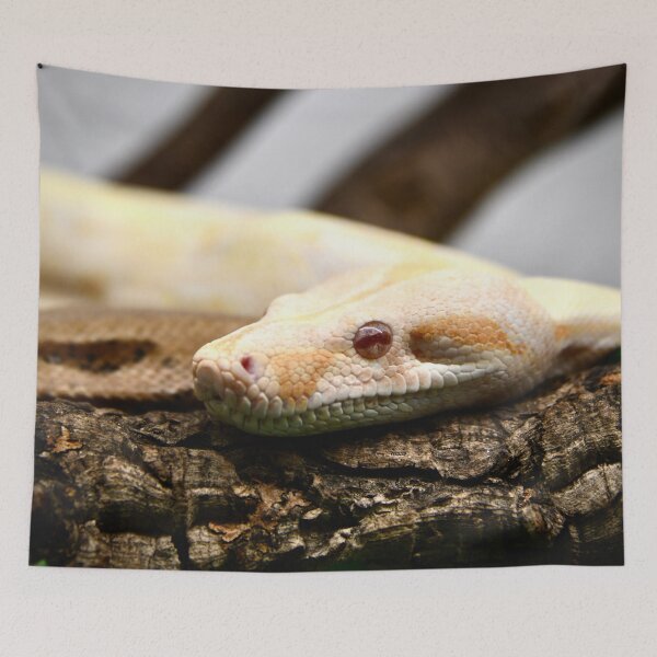 Item preview, White boa on wood – elegance and strength / Swiss Artwork Photography designed and sold by Raphael Wolf.
