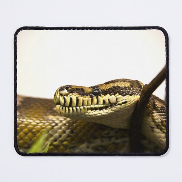 Item preview, Magnificent Python – Side View Full of Presence / Swiss Artwork Photography designed and sold by Raphael Wolf.