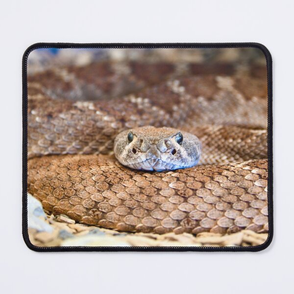 Item preview, Winding snake body – Silvery gaze full of tension / Swiss Artwork Photography designed and sold by Raphael Wolf.