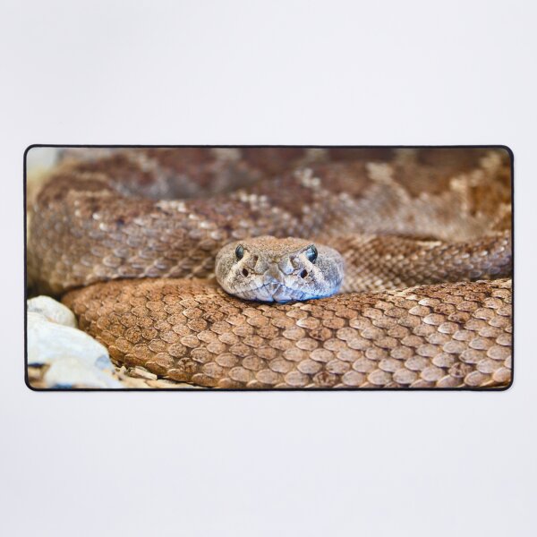 Item preview, Winding snake body – Silvery gaze full of tension / Swiss Artwork Photography designed and sold by Raphael Wolf.