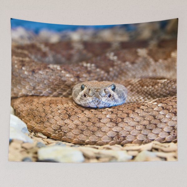 Item preview, Winding snake body – Silvery gaze full of tension / Swiss Artwork Photography designed and sold by Raphael Wolf.