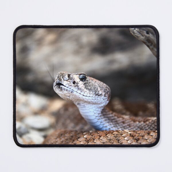 Item preview, Dangerous Snake – Focus on Gaze and Tongue / Swiss Artwork Photography designed and sold by Raphael Wolf.