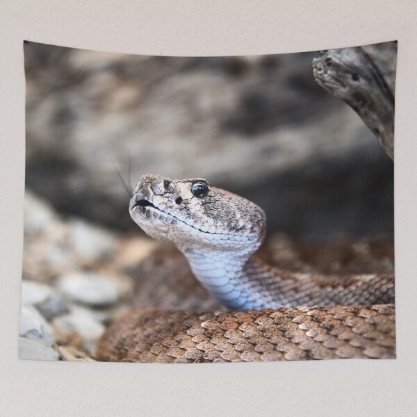Item preview, Dangerous Snake – Focus on Gaze and Tongue / Swiss Artwork Photography designed and sold by Raphael Wolf.