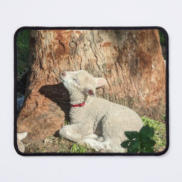 Item preview, Peaceful Baby Lamb Resting by a Sunlit Eucalyptus Tree designed and sold by Photogenic Snap.