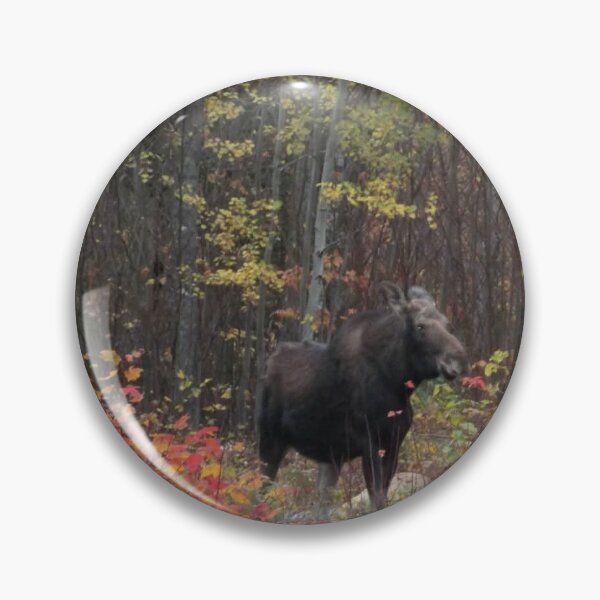 Item preview, Fall Moose protecting baby in Maine designed and sold by Mountain Images.