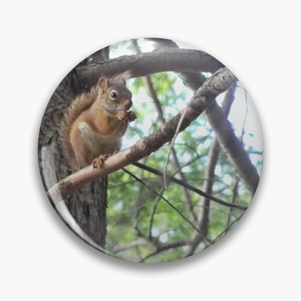 Item preview, Red squirrel in Maine designed and sold by Mountain Images.