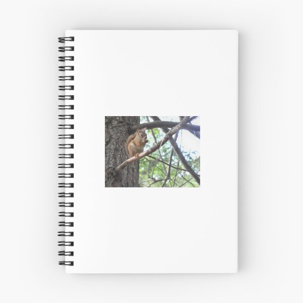 Item preview, Red squirrel in Maine designed and sold by Mountain Images.