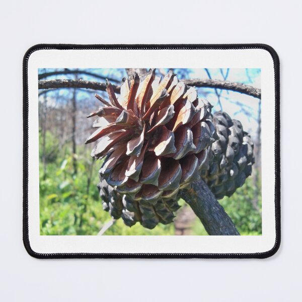 Item preview, Pinecone state designed and sold by Mountain Images.