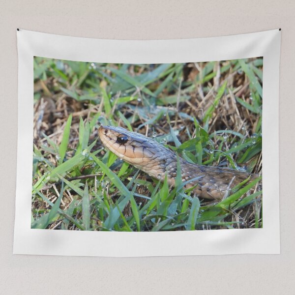 Item preview, Keelback snake close up in wet grass designed and sold by Mark Grimsley.