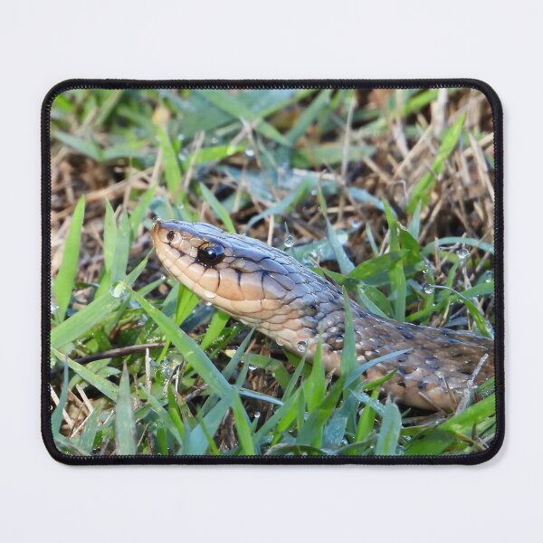 Item preview, Keelback snake close up in wet grass designed and sold by Mark Grimsley.