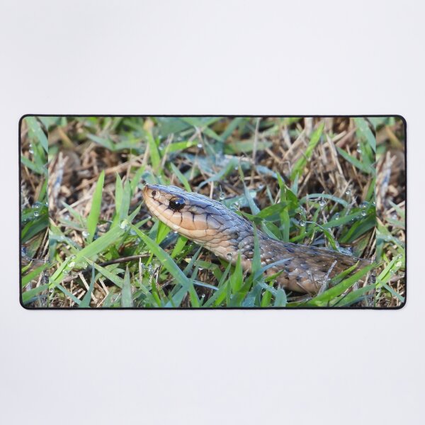 Item preview, Keelback snake close up in wet grass designed and sold by Mark Grimsley.