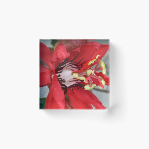 Artikelvorschau, Red Passion Flower entworfen und verkauft von Teresa Zieba.