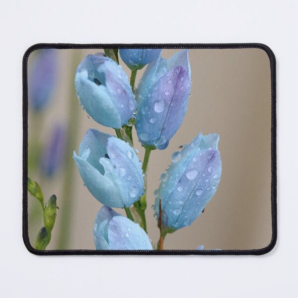 Item preview, blue ixia flower stalk designed and sold by Gaylene Norton.