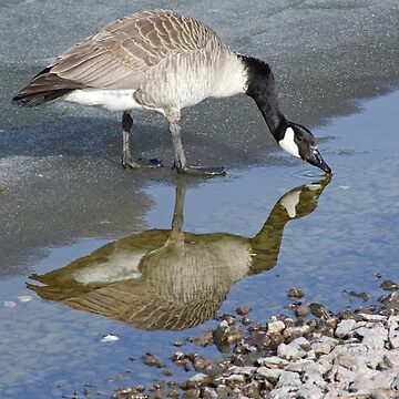 Canada deals goose 9301l