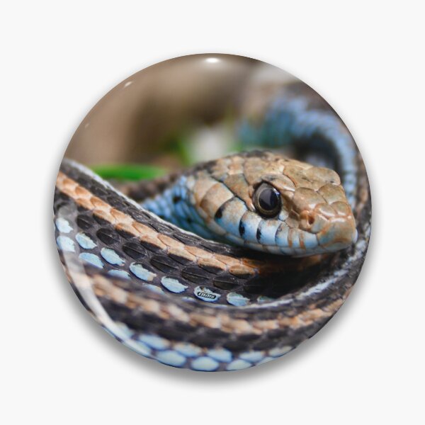 Item preview, Blue Snake – Calmly coiled, ready to hunt / Swiss Artwork Photography designed and sold by Raphael Wolf.