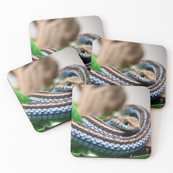 Item preview, Blue Snake – Calmly coiled, ready to hunt / Swiss Artwork Photography designed and sold by Raphael Wolf.