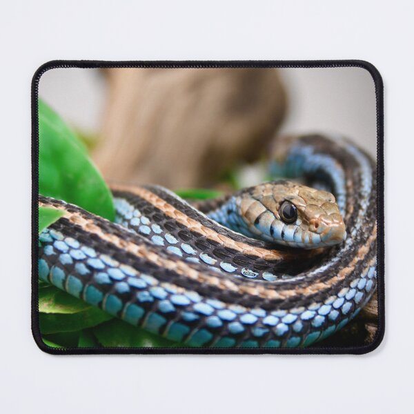 Item preview, Blue Snake – Calmly coiled, ready to hunt / Swiss Artwork Photography designed and sold by Raphael Wolf.