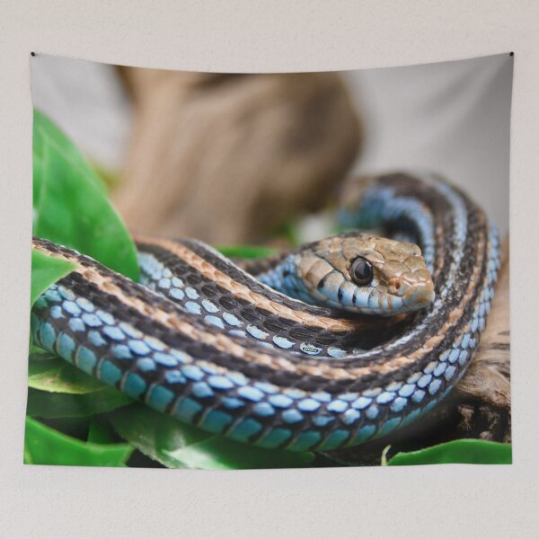 Item preview, Blue Snake – Calmly coiled, ready to hunt / Swiss Artwork Photography designed and sold by Raphael Wolf.