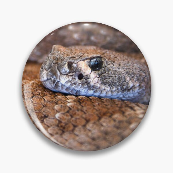 Item preview, Brown Snake – Silver-grey gaze directly at the viewer / Swiss Artwork Photography designed and sold by Raphael Wolf.
