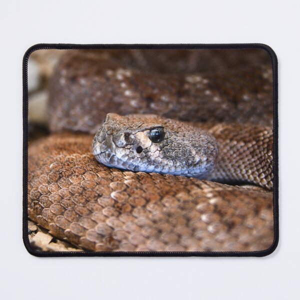 Item preview, Brown Snake – Silver-grey gaze directly at the viewer / Swiss Artwork Photography designed and sold by Raphael Wolf.