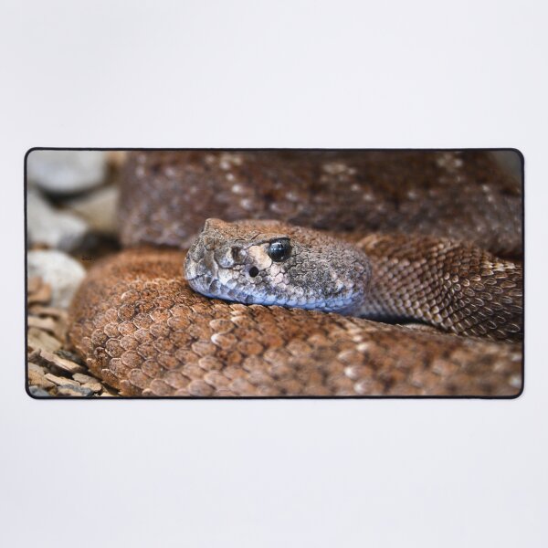 Item preview, Brown Snake – Silver-grey gaze directly at the viewer / Swiss Artwork Photography designed and sold by Raphael Wolf.