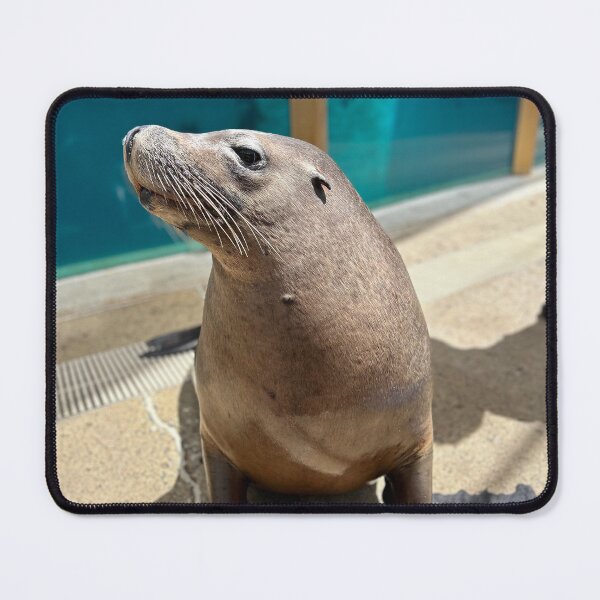 Item preview, Seal designed and sold by clairemvn.