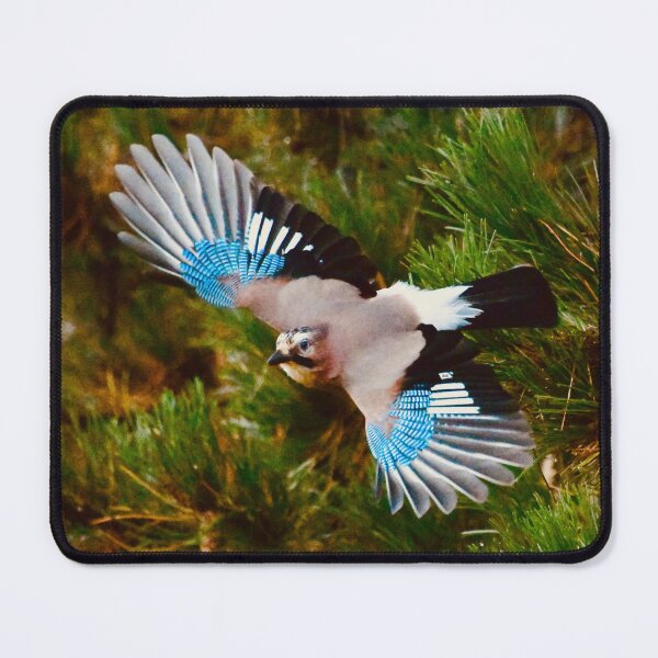 Item preview, Jay in flight – Colorful & Elegant / Swiss Artwork Photography designed and sold by Raphael Wolf.