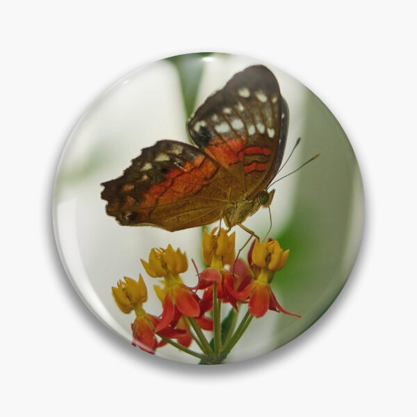 Item preview, Scarlet peacock in backlight designed and sold by Jouko Lehto Photography.