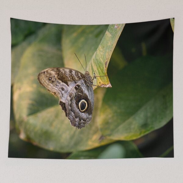 Aperçu de l'œuvre Mouche-hibou. Vienne 2025 créée et vendue par Jouko Lehto Photography.