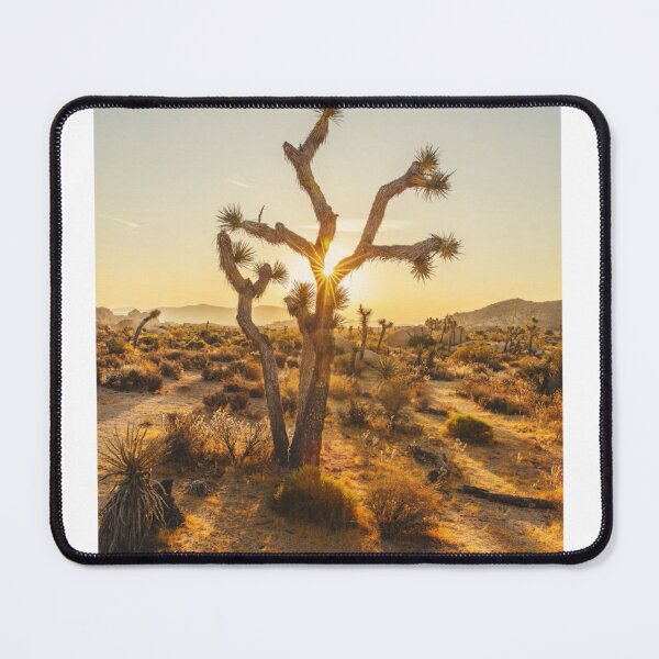 Item preview, Sun Through Desert Plants Photographic Print designed and sold by Mother-Nature65.