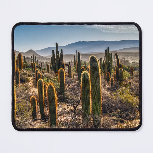 Item preview, Cardones Cactus at Sunrise – Golden Morning Light (Salta) designed and sold by Keltoi-art.