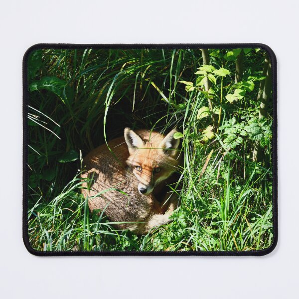 Item preview, Sleeping Fox – Peace & Observation / Swiss Artwork Photography designed and sold by Raphael Wolf.