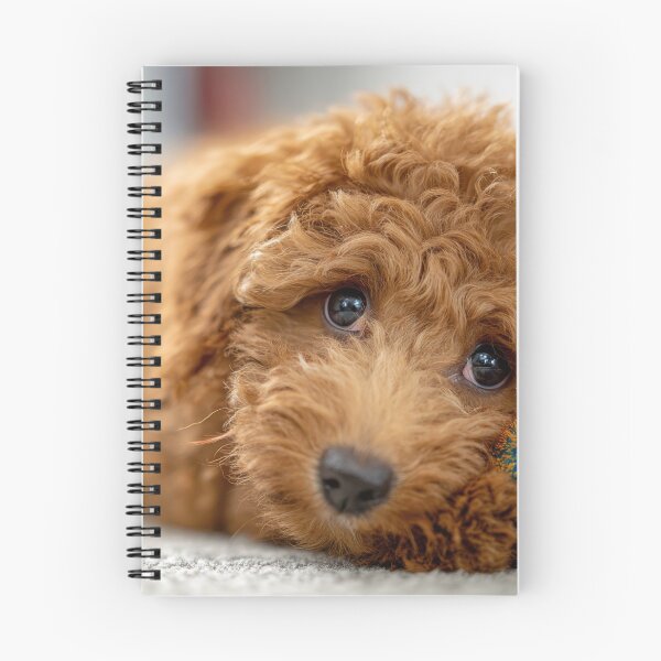 Item preview, Cute puppy resting with colorful toy designed and sold by anytka.