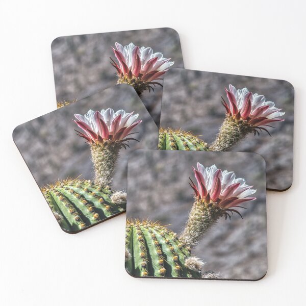 Item preview, Blooming Cactus Flower – Desert Macro Photography designed and sold by Keltoi-art.