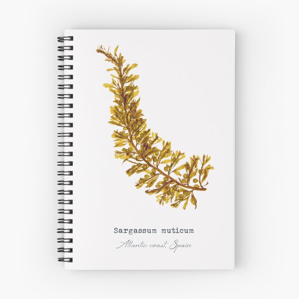 Item preview, Sargassum muticum — brown seaweed print designed and sold by Algaretum.
