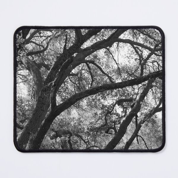 Item preview, Oak Trees, Santa Monica Mountains, California designed and sold by Douglas E. Welch Design and Photography.
