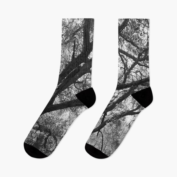 Item preview, Oak Trees, Santa Monica Mountains, California designed and sold by Douglas E. Welch Design and Photography.