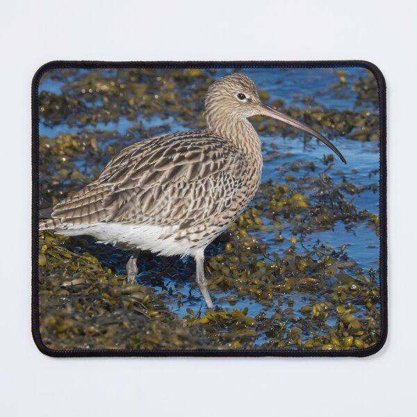 Item preview, Eurasian Curlew designed and sold by LaurenTucker.