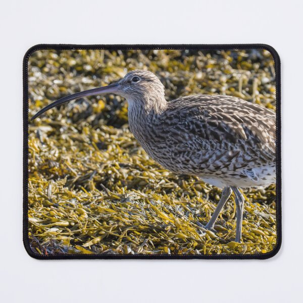 Item preview, Eurasian Curlew designed and sold by LaurenTucker.