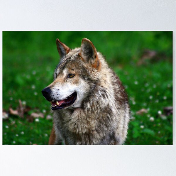 Item preview, Alpha Male designed and sold by Marija.