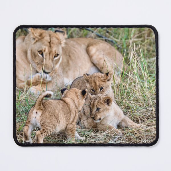 Item preview, Tender Chaos at the Den — Lioness and Three Cubs, Khwai Botswana designed and sold by DavideAntoniani.