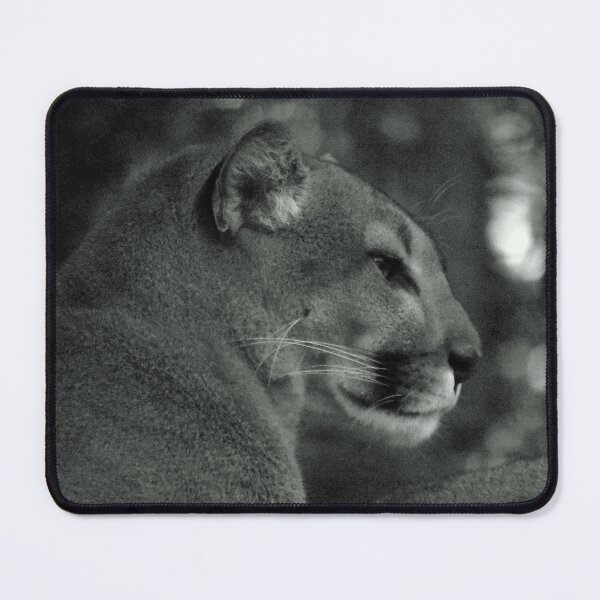 Item preview, Resting Mountain Lion Portrait designed and sold by MercerImages.