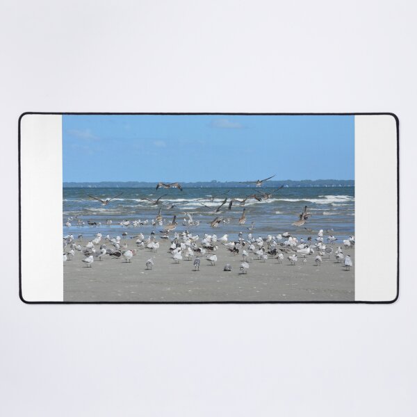 Item preview, Hilton Head, Seagulls And Pelicans designed and sold by LisaWootenPhoto.