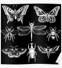 White Insect Series Poster