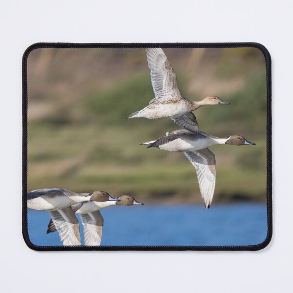 Item preview, Northern Pintail designed and sold by LaurenTucker.