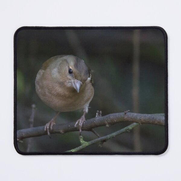 Item preview, Common Chaffinch designed and sold by LaurenTucker.