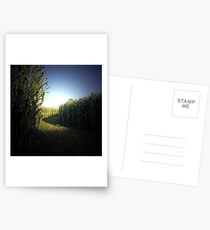 The cornfields Postcards