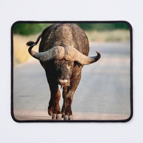 Item preview, African Buffalo on the Road, Lone Cape Buffalo Bull Walking Straight Toward You designed and sold by DavideAntoniani.