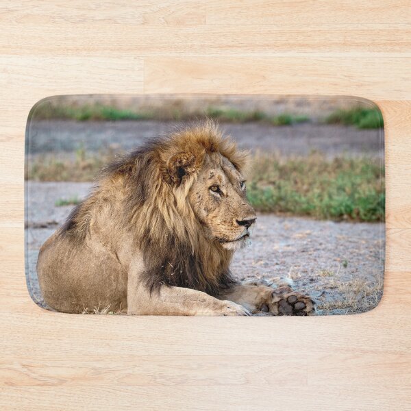 Item preview, Lion of Savuti, Sekoti Resting on the Sand, African Male Lion Portrait designed and sold by DavideAntoniani.